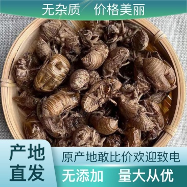 农村树上的蝉蜕。