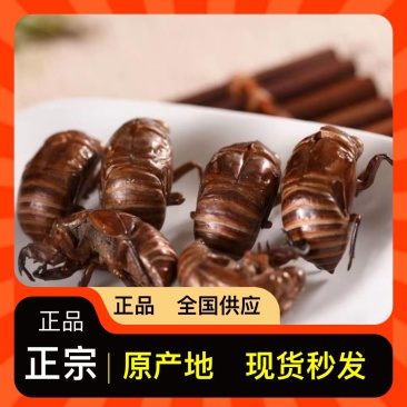 优质蝉蜕量大优惠随时有货欢迎电话询价