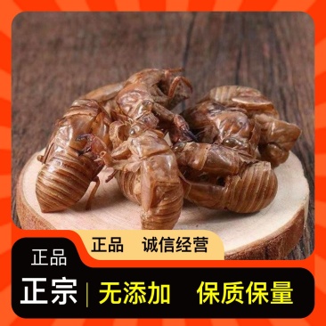 正规货源原产地直供蝉蜕新鲜到货随时可聊优质农产品