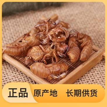 蝉蜕随时有货24小时在线服务厂家直销快速响应
