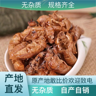 直销|24小时在线服务|蝉蜕新鲜采摘大号蝉蜕的自然风