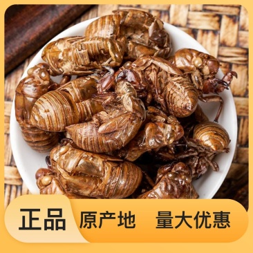正宗无杂质蝉蜕源头厂家直销品质有保证