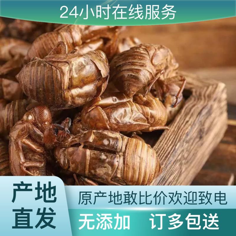 欢迎联系正规蝉蜕货源规格多样齐全满足您一切需求
