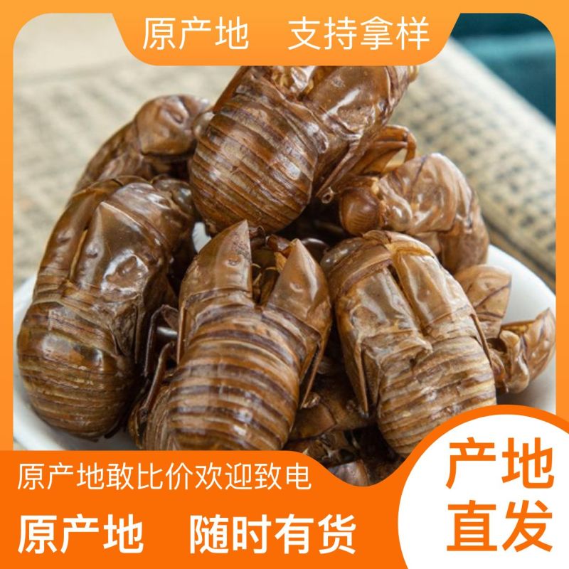 野生蝉蜕1斤左右欢迎电话咨询