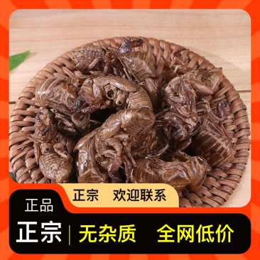 蝉蜕优质供应量大有余随时备货电话咨询
