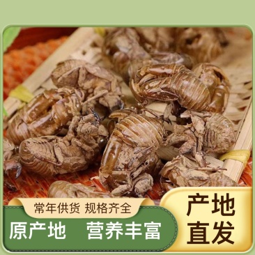 新鲜蝉蜕货源充足欢迎电话咨询产地直发