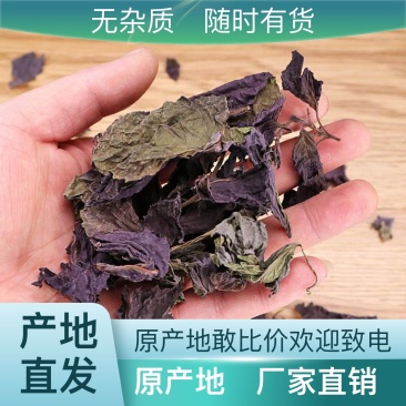 精品紫苏叶正规货源量大从优优质供应