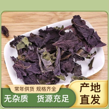 新鲜紫苏叶随时有货自产自销质量保证欢迎电话咨询
