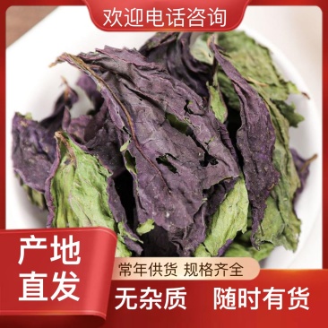 新鲜紫苏叶随时有货欢迎电话咨询农场自产自销