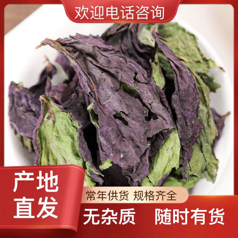 新鲜紫苏叶随时有货欢迎电话咨询农场自产自销
