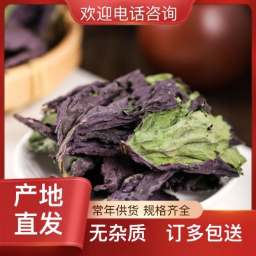 新鲜上市紫苏叶欢迎电话咨询无杂质量大从优