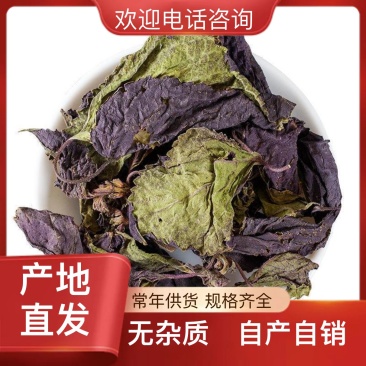 欢迎电话咨询新鲜紫苏叶随时供应自产自销品质有保障