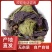 欢迎电话咨询新鲜紫苏叶随时供应自产自销品质有保障