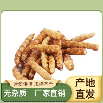 精品虫草促销量大从优原产地保障高品质