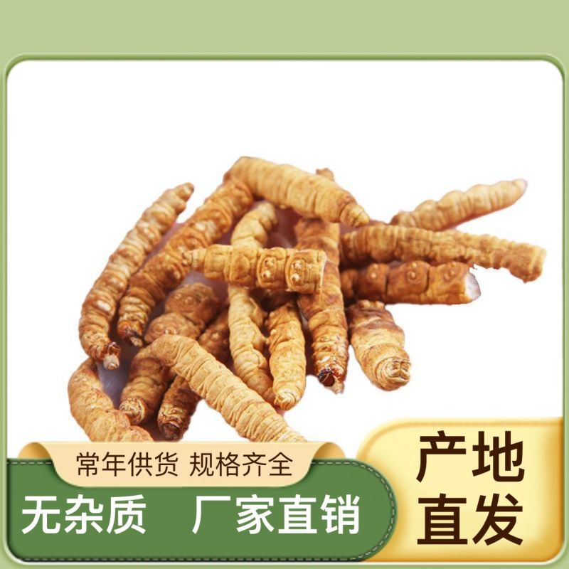 新鲜虫草全国供应规格齐全品质有保障随时可聊