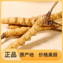 虫草货源充足长期供货欢迎电话咨询订购