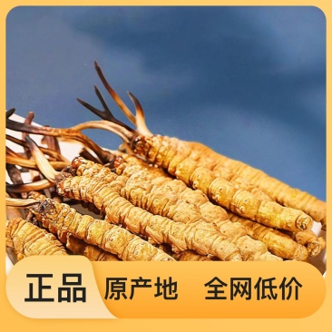 产地直发高品质虫草超高性价比选择正品保障