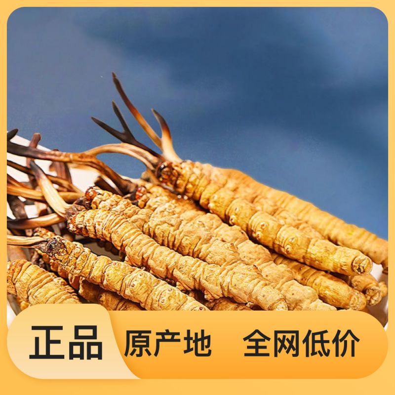 产地直发高品质虫草超高性价比选择正品保障