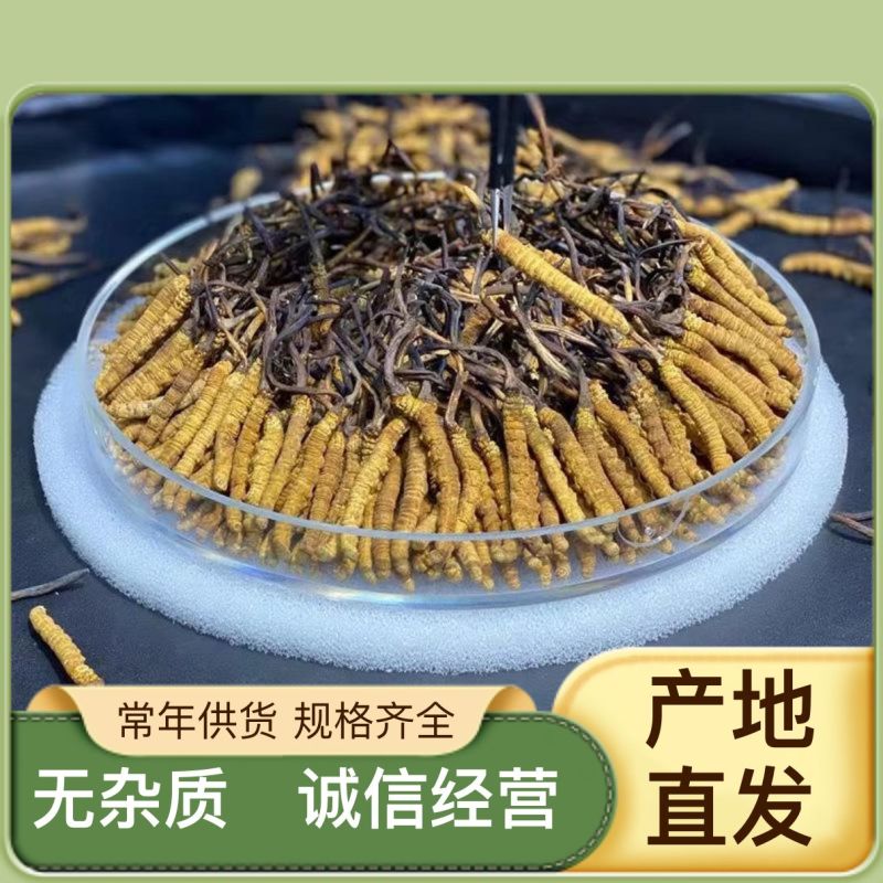 优质虫草产地直发规格齐全长期供应