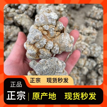 云南文山三七