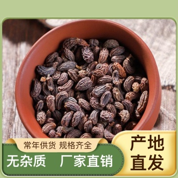 大量女贞子，湿的