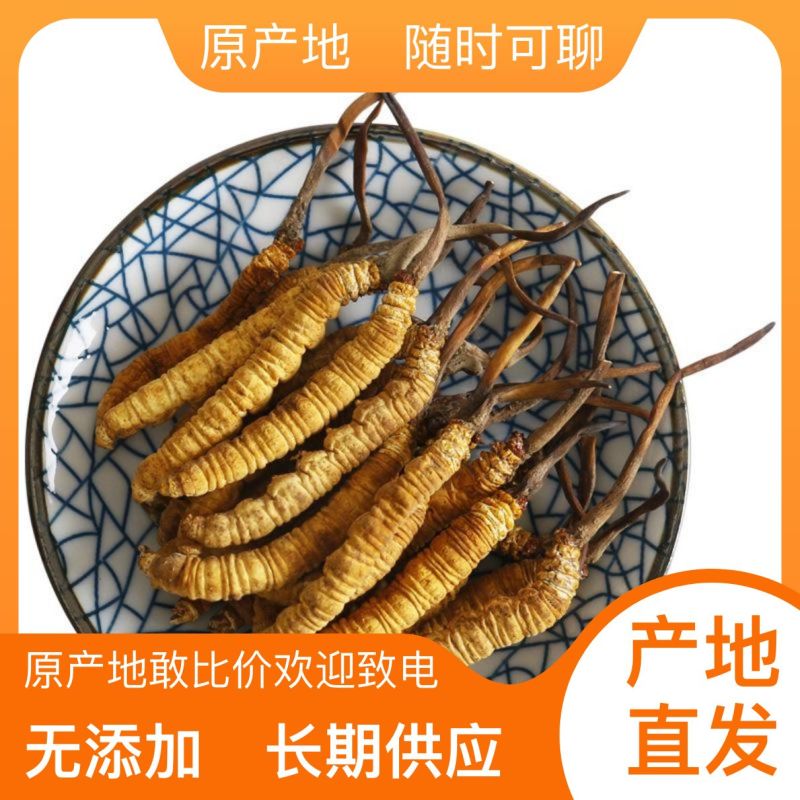 虫草厂家直销货源稳定欢迎咨询订购
