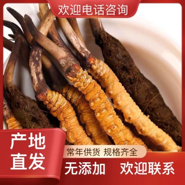 24小时在线服务价格美丽产地直发的**虫草新鲜到家