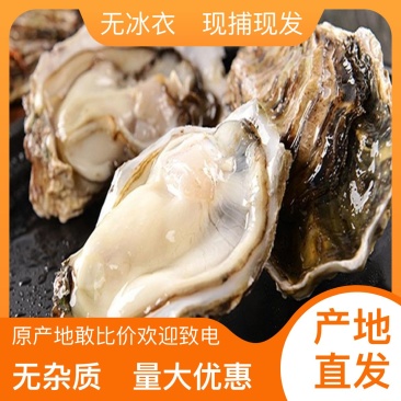 鲜活冷冻生蚝原产地直供量大优惠