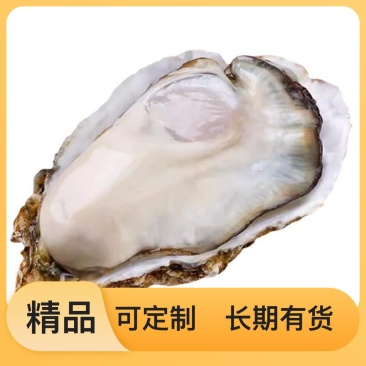 新鲜食材生蚝集团采购支持拿样