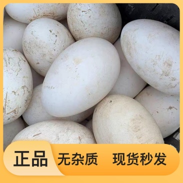 营养丰富天然无添加高蛋白健康农家散养的鹅蛋
