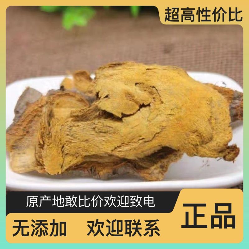 野生多年生土大黄