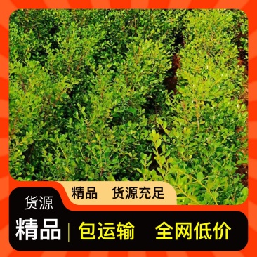 现挖现发量大从优杨树苗品种纯正优质