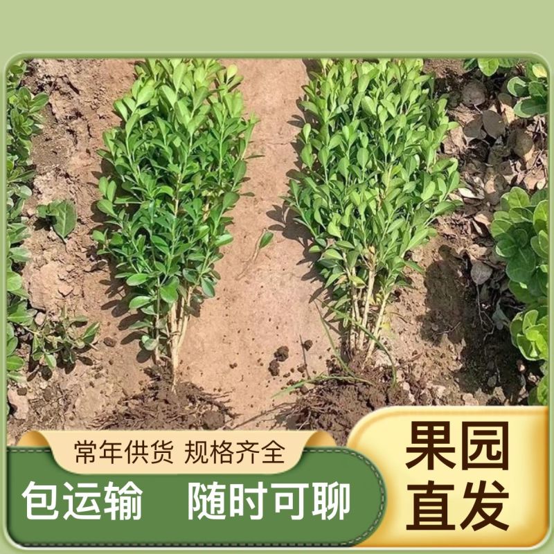 杨树苗107