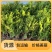 杨树苗107