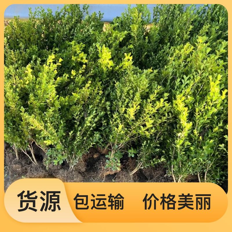 杨树苗107