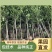 杨树苗107