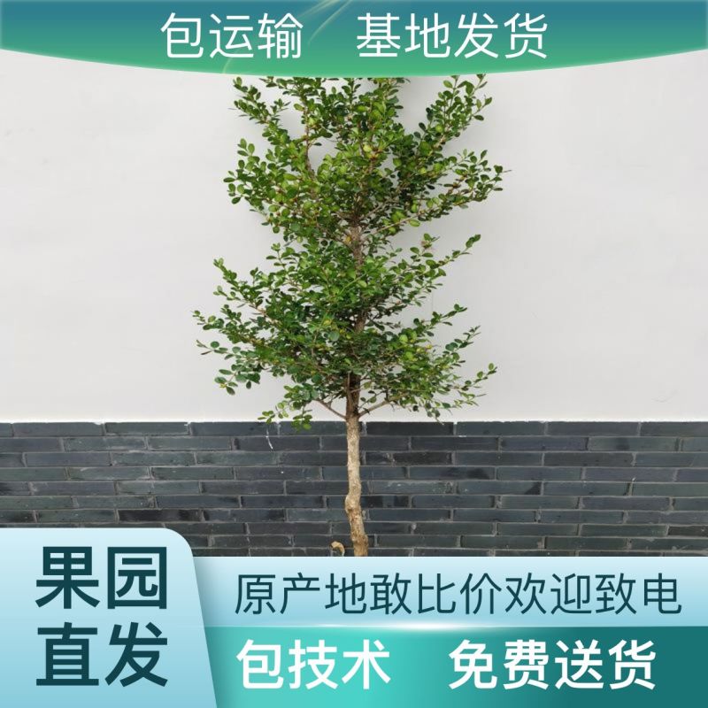 杨树苗107