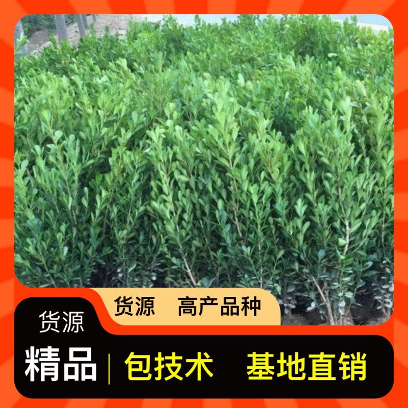杨树苗107