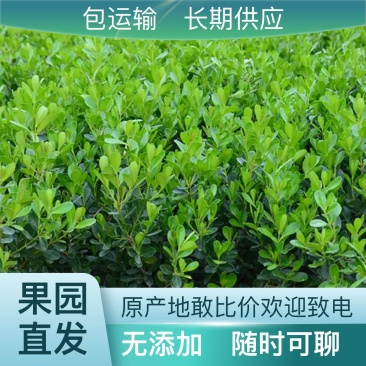 营养丰富杨树苗长期供应价格美丽