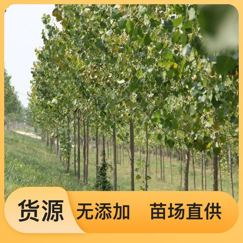 我要卖杨树苗。