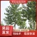 杨树苗107