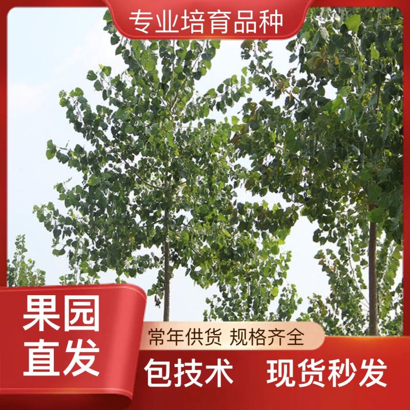 杨树苗107