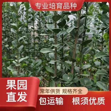 杨树苗