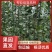 杨树苗107