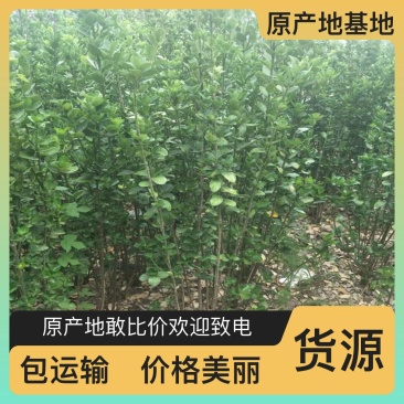 农产品发票代开