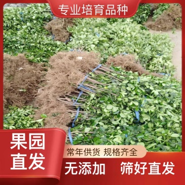量大从优现挖现发杨树苗品种纯正