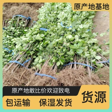 脱毒杨树苗杨树苗自产自销量大从优