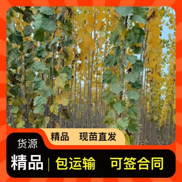 无病虫害杨树苗现采现发成活率高