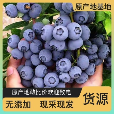 带盆带果带花蓝莓苗F6