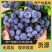 带盆带果带花蓝莓苗F6